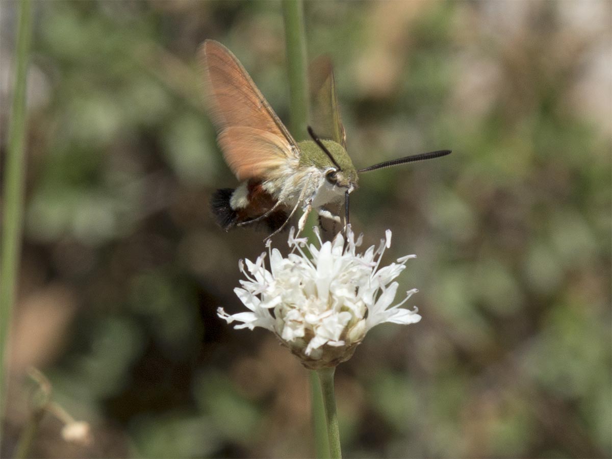 Hemaris croatica